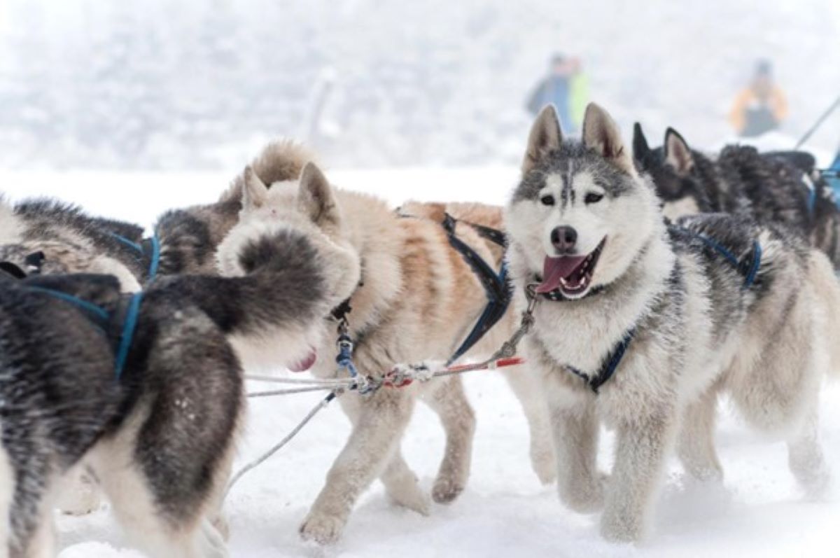 MUSHING EN ANDORRE MUSHING EN ANDORRE